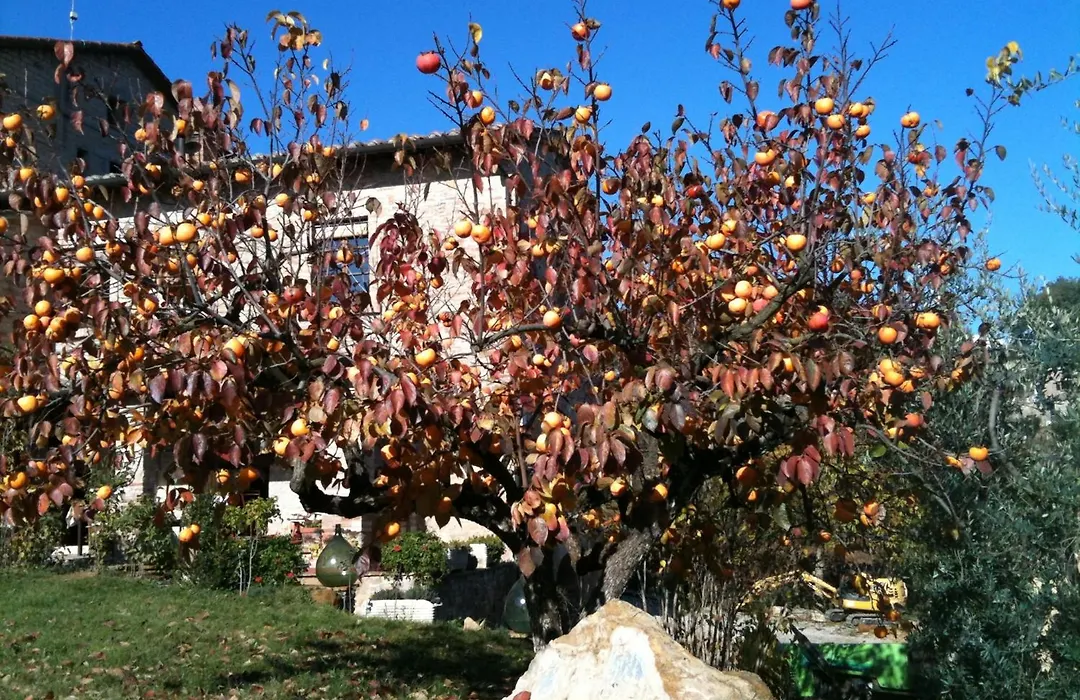 Podere Fontecastello-1