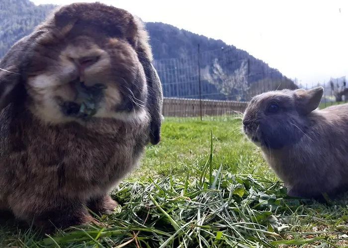 Ferienhof Ammann Bad Hindelang