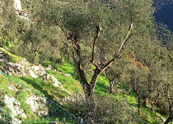 Casa Berti - Urlaub im Olivenhain Camaiore