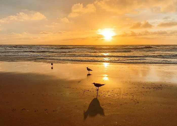 Bed & Beach Noordwijk - Free Parking And Close To Beach!