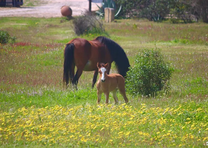Herdade Monte Do Sol Aljezur