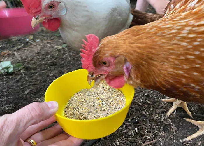 Ferienhof Wübbold - 52Nord Rieste