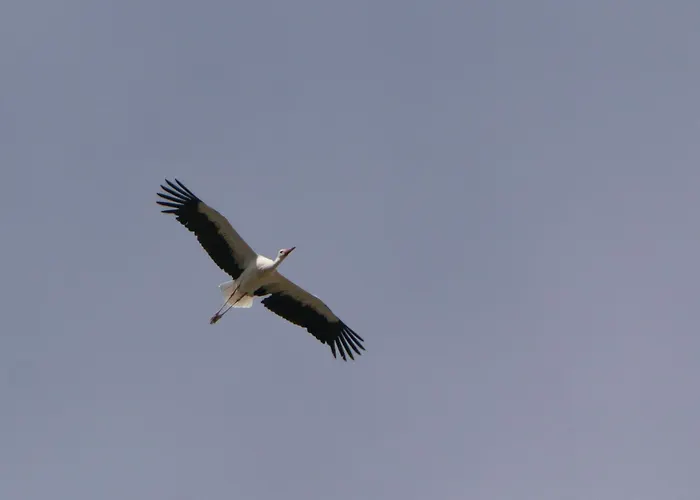 Auerhahn Ferienhäuser Auerhahn 602 Hasselfelde