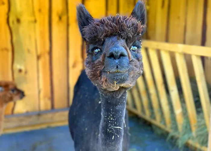 Ferienhäuser Saalemaxx Rudolstadt
