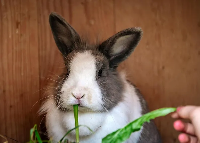 Villa Turnerhof Brixen