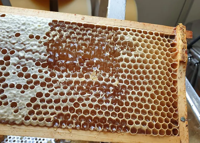 Ferienhaus-Windflüchter Hirtenweg 3B Ostseeheilbad Ostseeheilbad Zingst