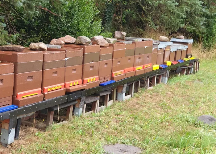 Ferienhaus-Windflüchter Hirtenweg 3B Ostseeheilbad Ostseeheilbad Zingst