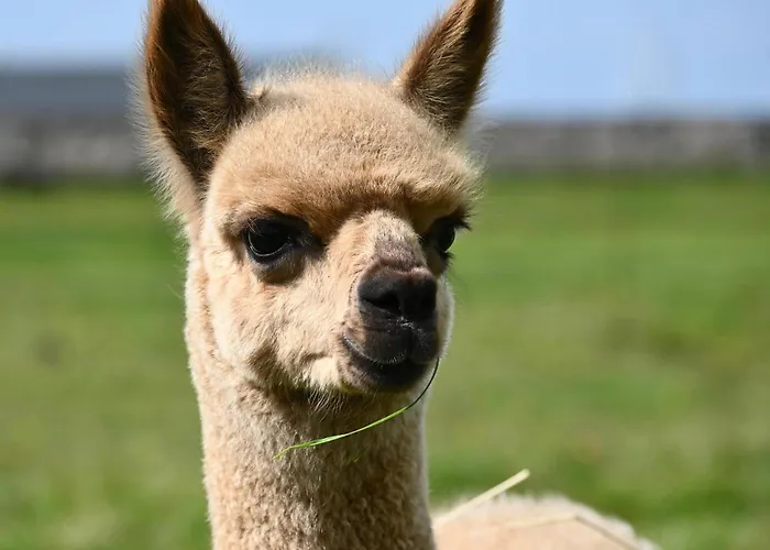 Villa Alpaca World Friesland Workum