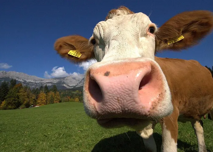 Oberachen Apartment Ellmau